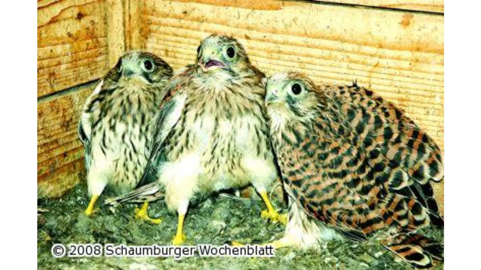 Leben in offenen Landschaften (Foto: tt)