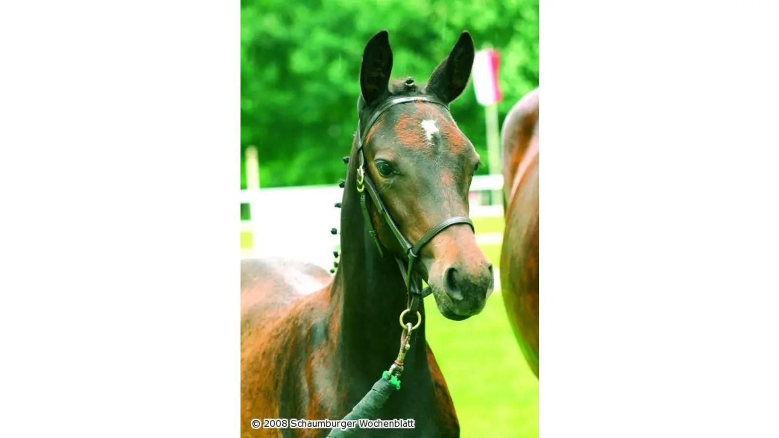 Erfolg für heimische Züchter (Foto: red)