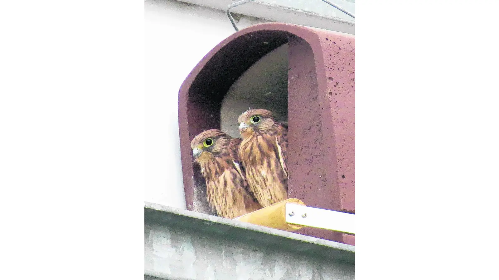 Absturzsicherung für Turmfalkennachwuchs (Foto: red)