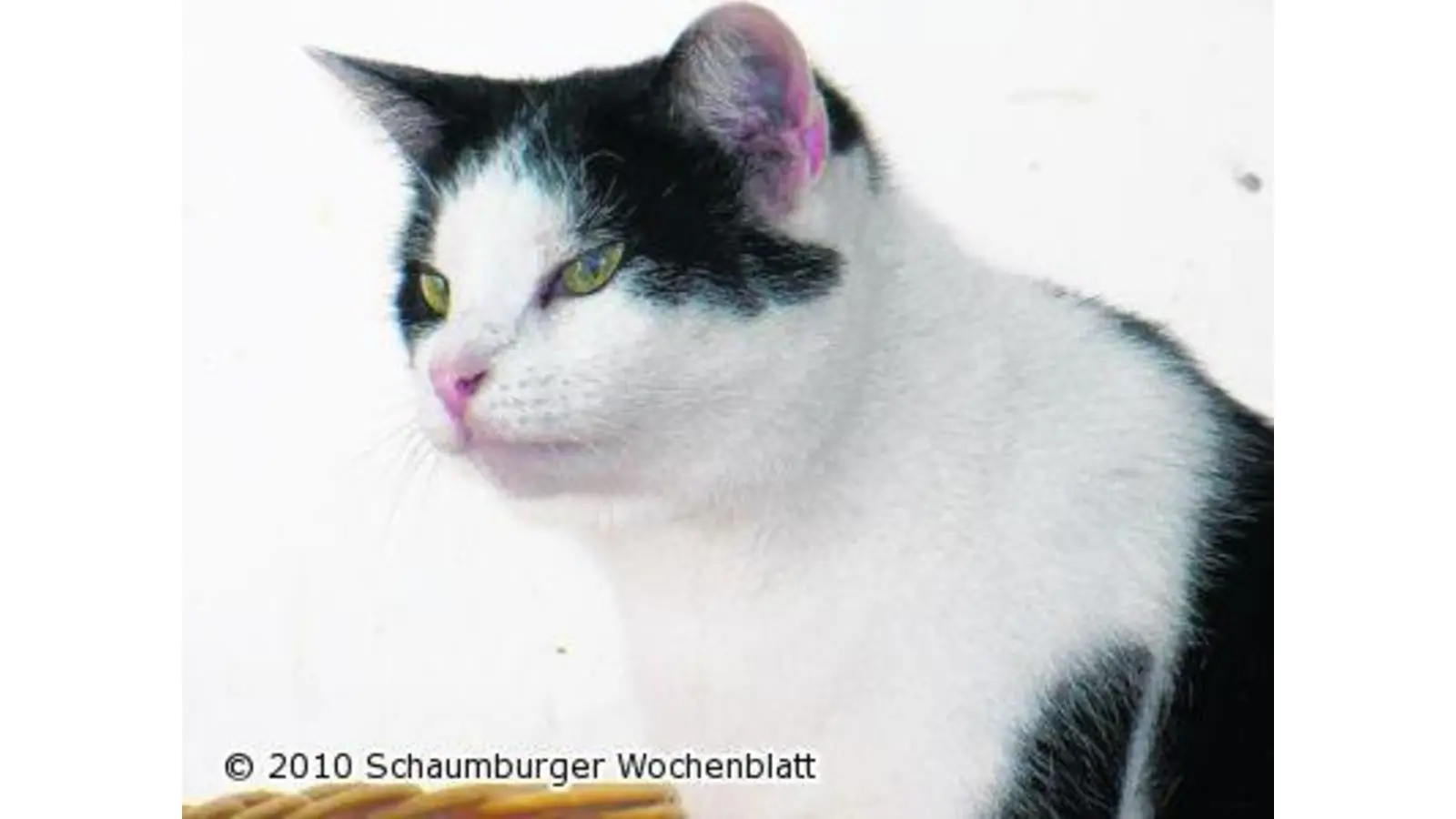 Gesucht werden Kater Kurt und sein Kumpel (Foto: hb)