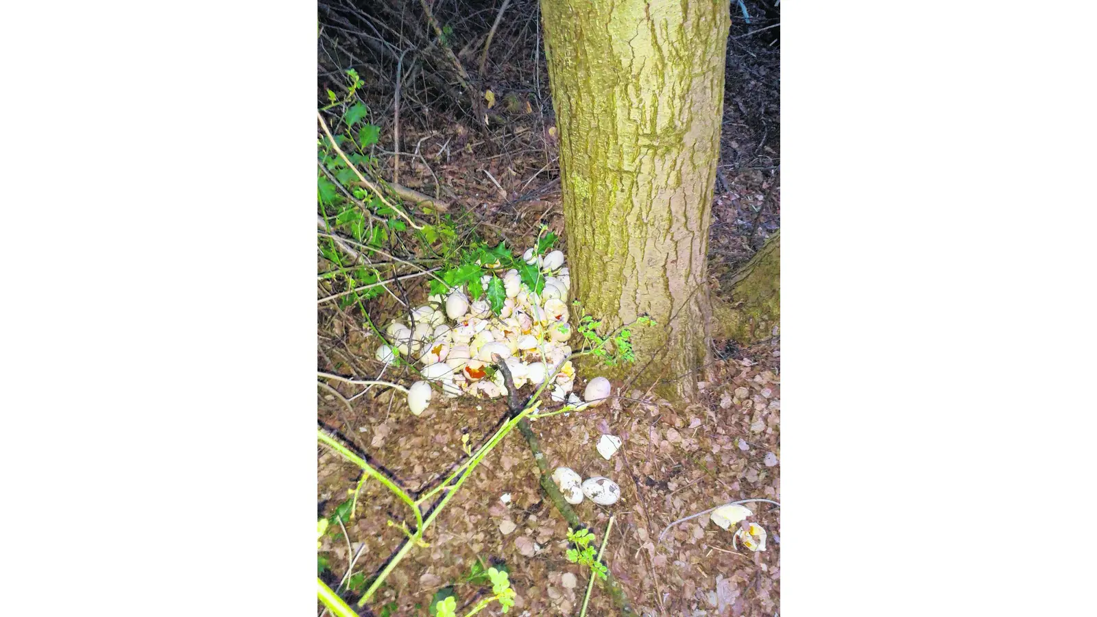 Gänseeier aus Nestern gestohlen und zerstört (Foto: gi)