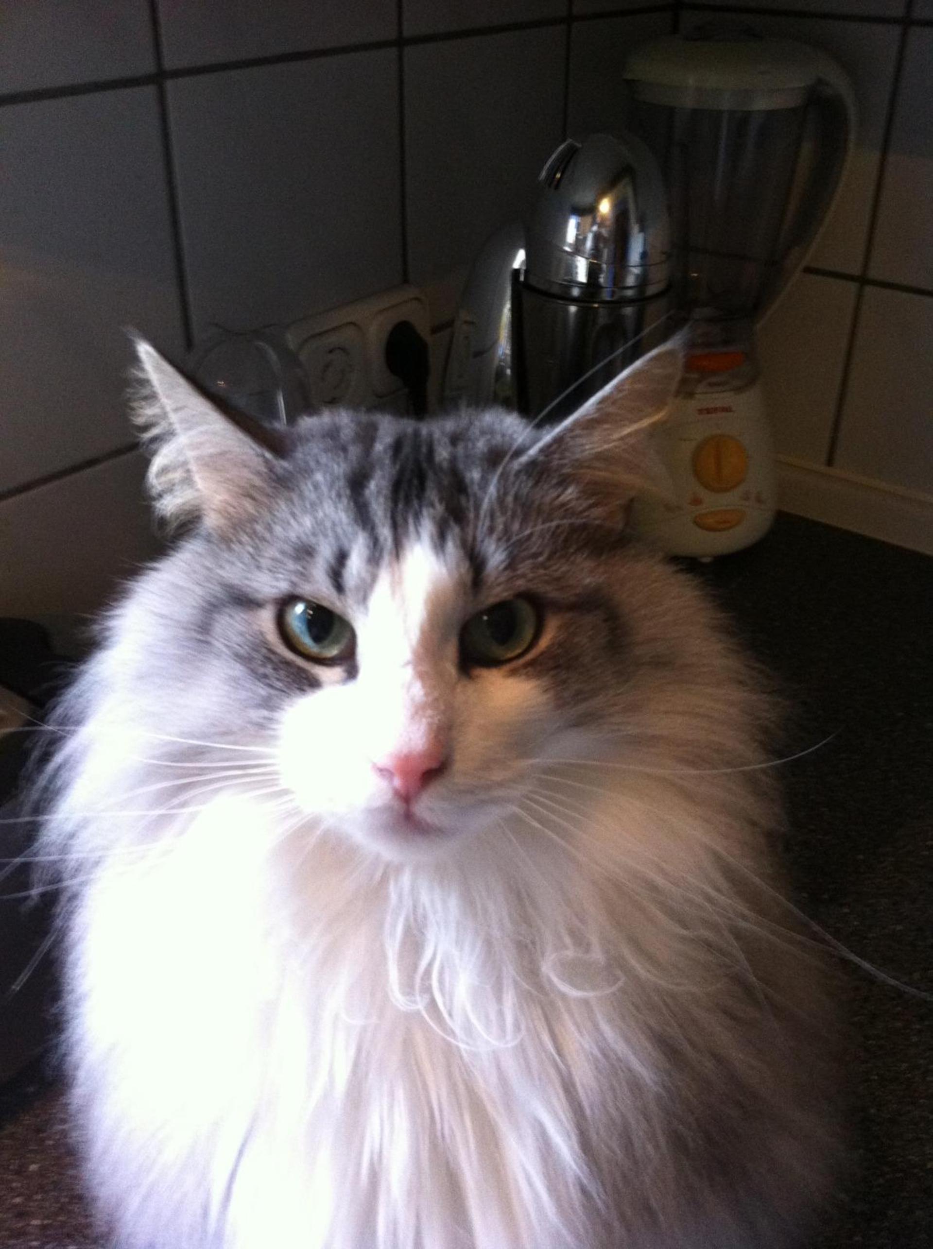 Katzen Top Ten - nicht nach der Platzierung sortiert. (Foto: *privat)