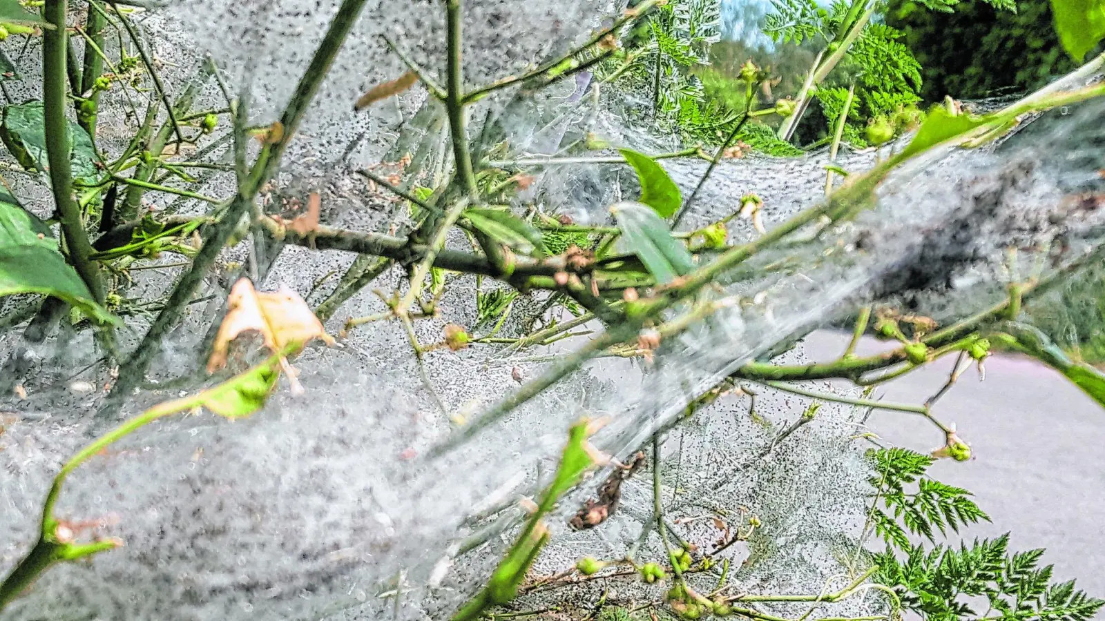 Unheimliche Netze hüllen sogar ganze Büsche ein (Foto: ste)