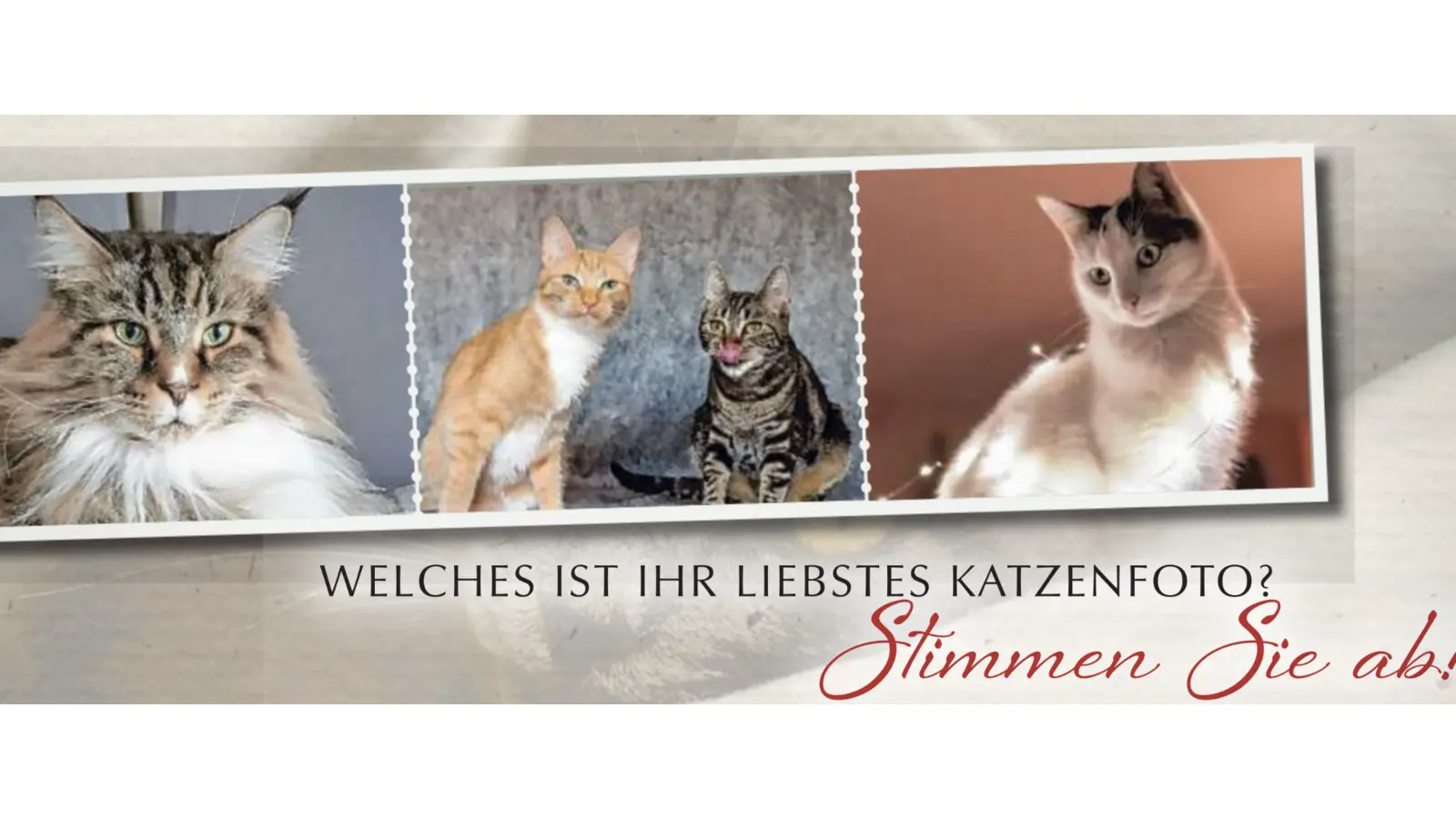 Die besten Katzenfotos gewinnen! (Foto: nd)