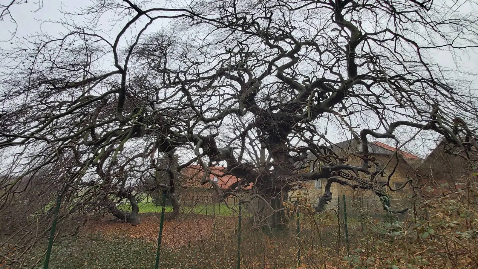 Das Prunkstück im Lauenauer Volkspark: Die wohl älteste Süntelbuche. (Foto: gk)