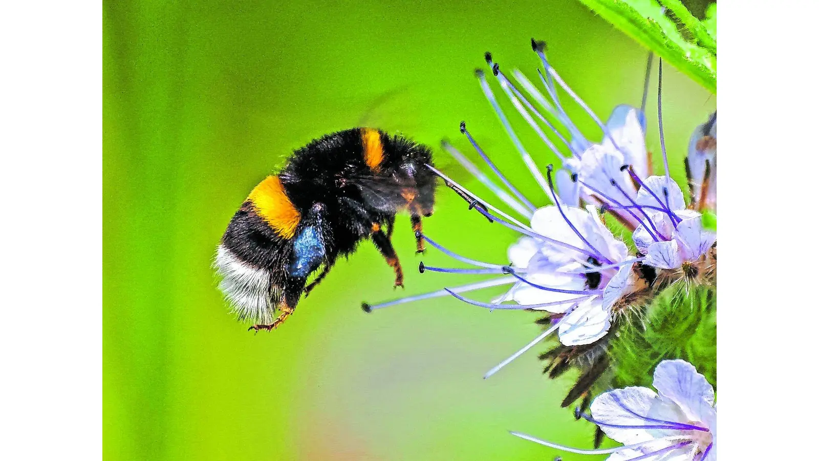 Nach dem Prinzip 'Lasst es blühen!' sollen die Eingriffe entlang der kommunalen Straßen und Wegeflächen so gering wie möglich sein, um Trachtpflanzen für Insekten wie hier die Erdhummel zu erhalten.  BienenfreundlichStadt konkretisiert Projektziele RINTELN (ste). Nachdem auf Initiative der Fraktion der Grünen bereits im Jahr 2017 der 'Aktionsplan für ein bienenfreundliches Rinteln' einstimmig vom Rat der Stadt Rinteln beschlossen worden war, konkretisiert die Stadt die damit einhergehenden Projektziele: In Kooperation mit dem NABU und dem Imkerverein Rinteln wurde erneut ein sogenannter 'Runder Tisch' zur ökologischen Gestaltung der Mahd kommunaler Flächen anberaumt, der zu konkreten Ergebnissen geführt hat.Nach dem Prinzip 'Lasst es blühen!' sollen die Eingriffe insbesondere entlang der kommunalen Straßen und Wegeflächen so gering wie möglich sein, um Trachtpflanzen für Insekten zu erhalten. 'Dies bedeutet selbstverständlich nicht, dass entlang der Wege nicht mehr gemäht wird', wie Maria Rollinger für den NABU Rinteln verdeutlicht: 'Der Intensivbereich auf einer Bereite von etwa einem Meter soll weiterhin gemäht werden, der daran angrenzende Extensivbereich soll jedoch nur abschnittsweise und in deutlich größeren Zeitabständen gemäht werden.' Demzufolge sollen die Wegränder insbesondere während der Zeit zwischen Juli und September nicht gemäht werden. 'Gerade in dieser Zeit werden die Wegseitenränder wichtig als Tracht', wie Rollinger weiß. Erfreut zeigt sich auch Christoph Ochs von den Rintelner Grünen: 'Das ist ein Quantensprung in der ökologischen Mahd kommunaler Flächen'. Er verweist darauf, dass die Stadt nun auch ein Projekt zur Erstellung eines ökologischen Mähkonzeptes über die LEADER-Region 'Westliches Weserbergland' gestellt hat. Im Rahmen des Mähkonzeptes sollen naturschutzfachlich wertvolle Flächen registriert und nach und nach ein für den Rintelner Baubetriebshof handhabbarer Mähplan für Wegseitenränder erstellt werden, um die Ziele der Verkehrssicherungspflicht wie auch die ökologischen Bedürfnisse heimischer Insektenarten miteinander zu vereinbaren. Dabei ist, wie Rollinger verrät, das Mähkonzept ein Baustein von vielen, um insgesamt den Aktionsplan für ein bienenfreundliches Rinteln umzusetzen. Weitere Projekte für ein insektenfreundliches Rinteln sind laut Rollinger bereits in der Entwicklungsphase und sollen in Kürze umgesetzt werden.Foto: privat (Foto: ste)
