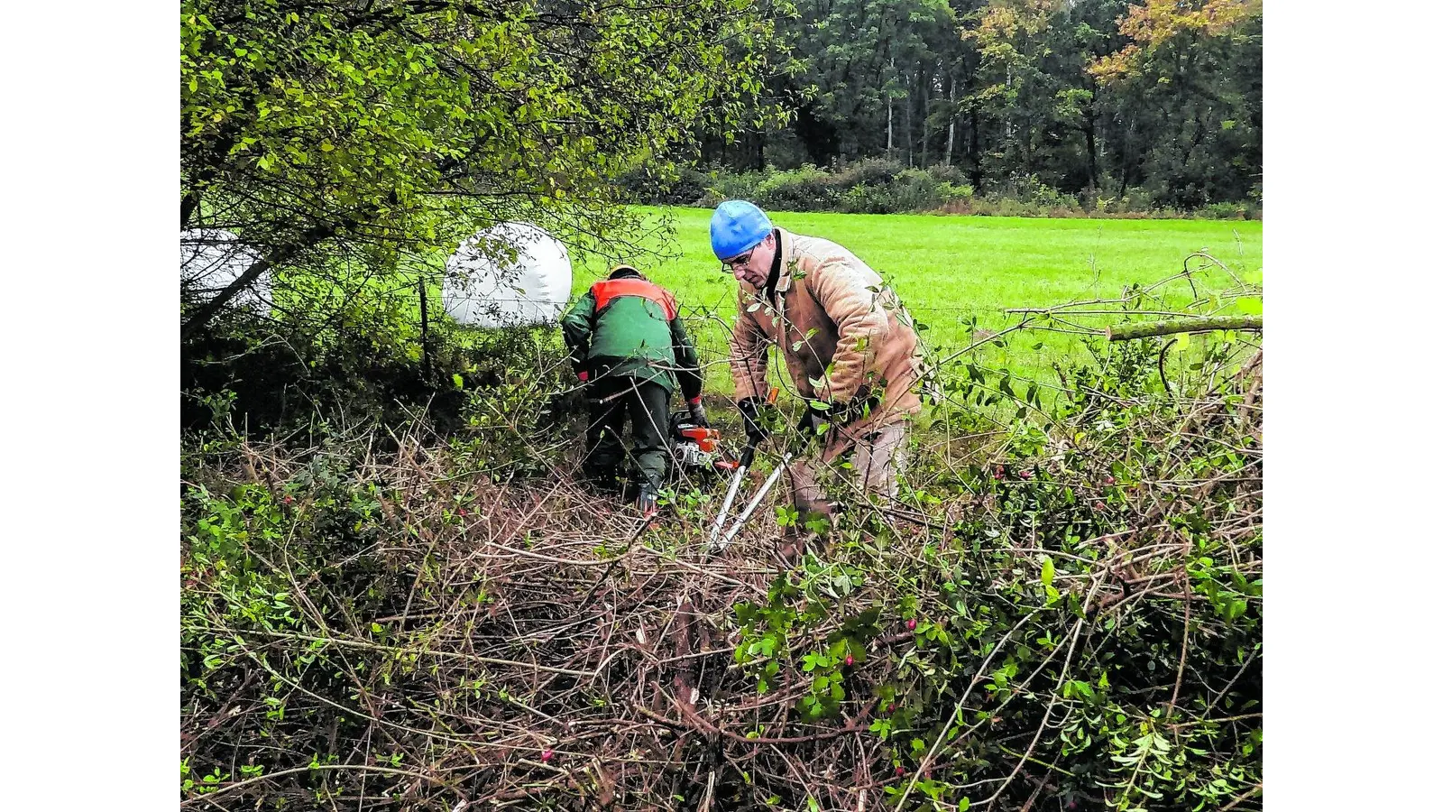 Kulturlandschaft mit Motorsäge und Astkneifer erhalten (Foto: ste)