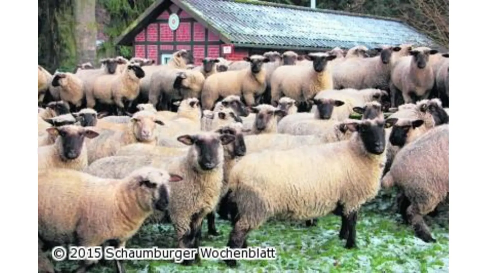 Tierische Neujahrsgrüße vom Land (Foto: jl)