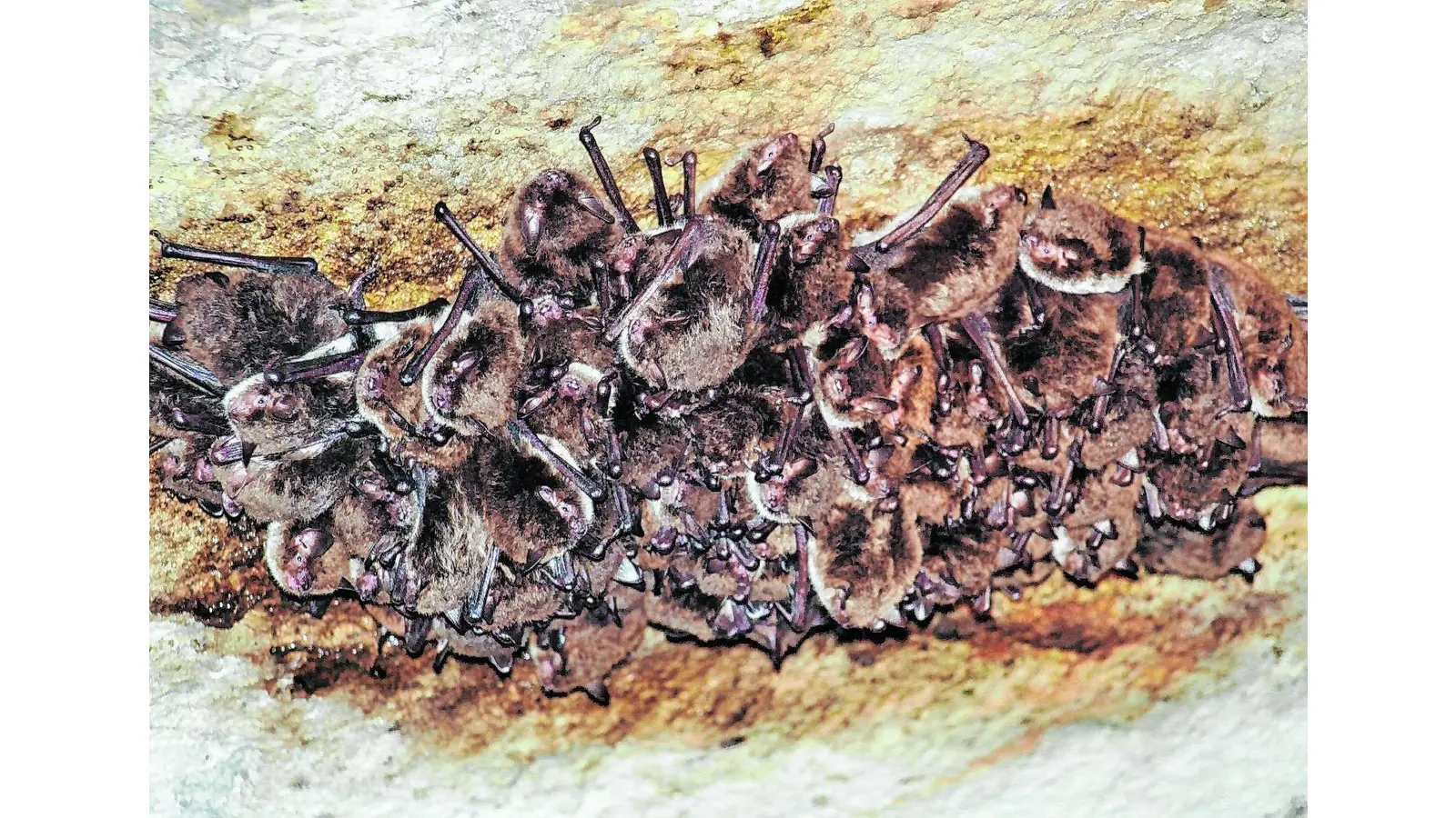 Die Tiere dürfen durch eine Sanierung nicht gestört werden (Foto: red)