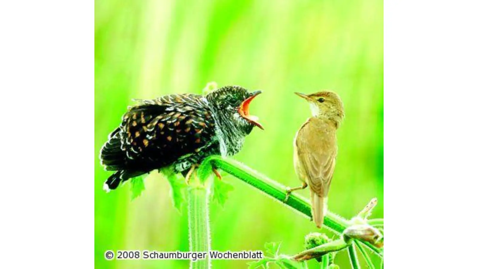 Informationen über naturnahe Gärten (Foto: ste)