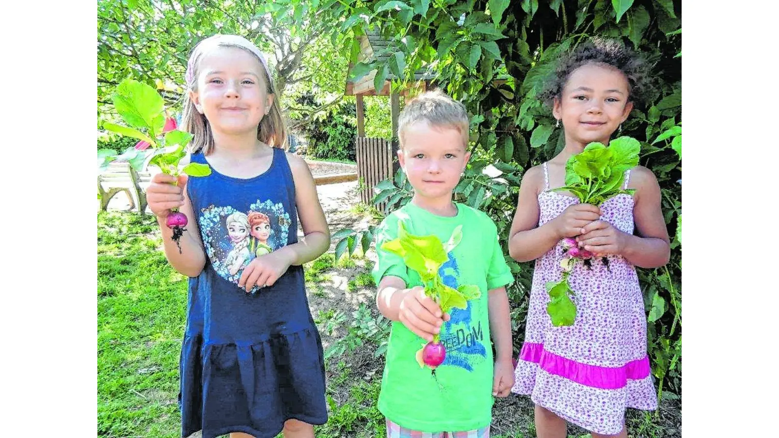 Erste Ernte aus dem Hochbeet (Foto: ste)