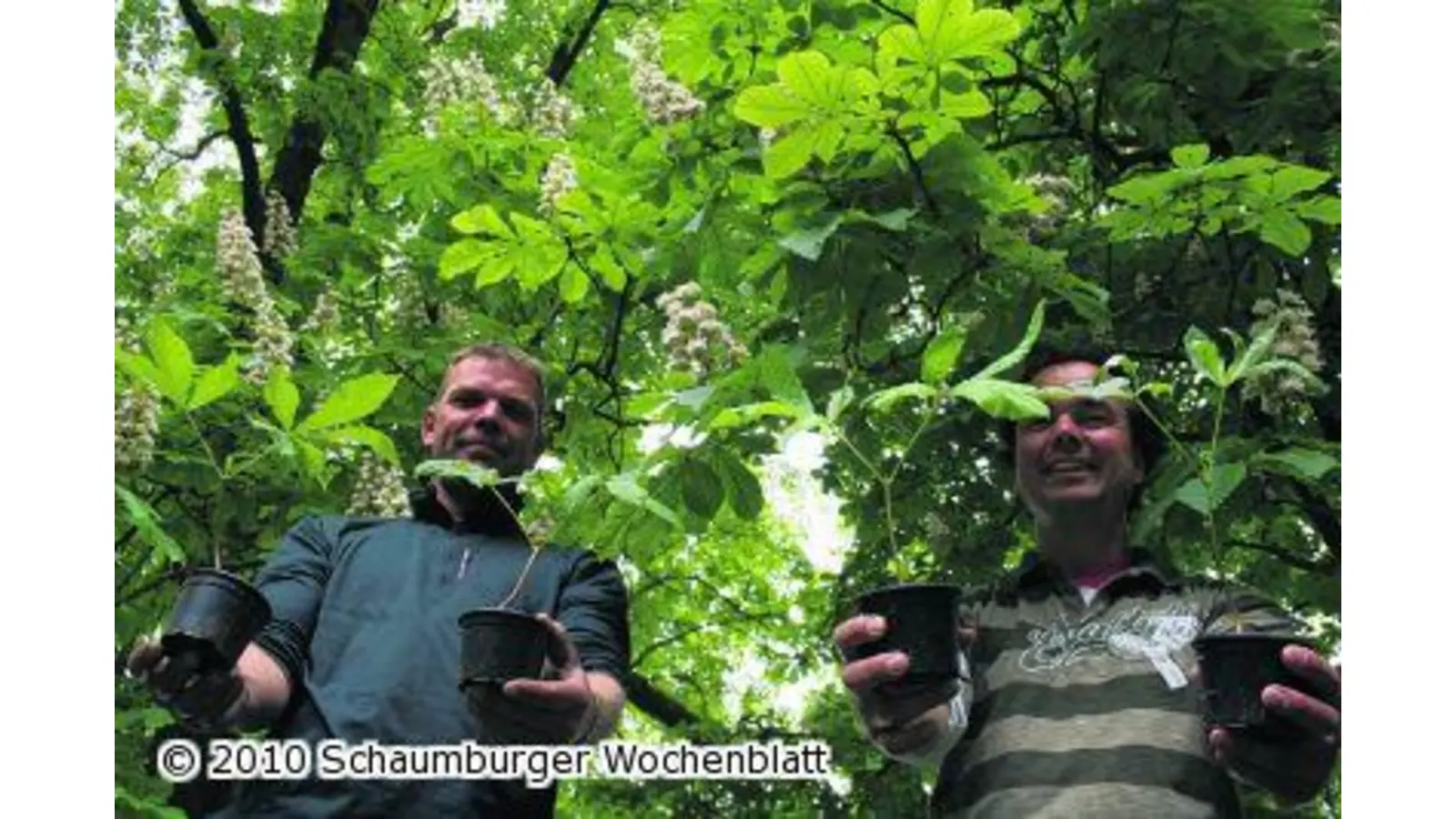 Biergartenbäume im Original (Foto: mr)