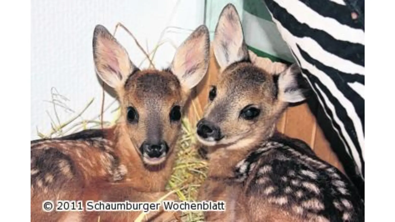 Rehkitze fiepen nachts um Hilfe (Foto: red)