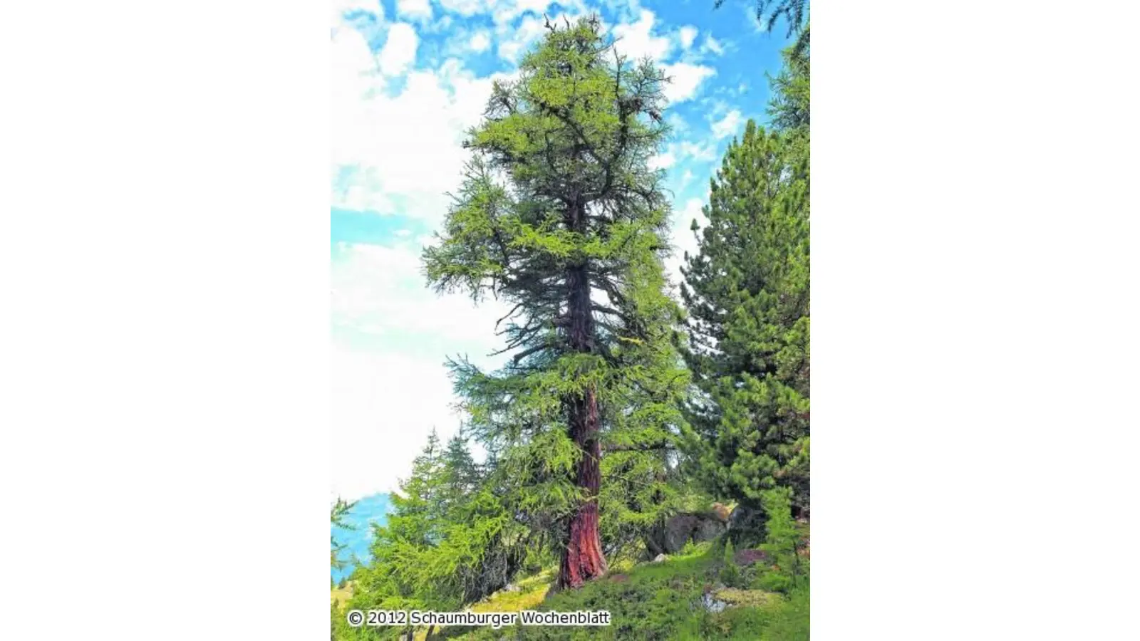 Der Baum des Jahres (Foto: red)