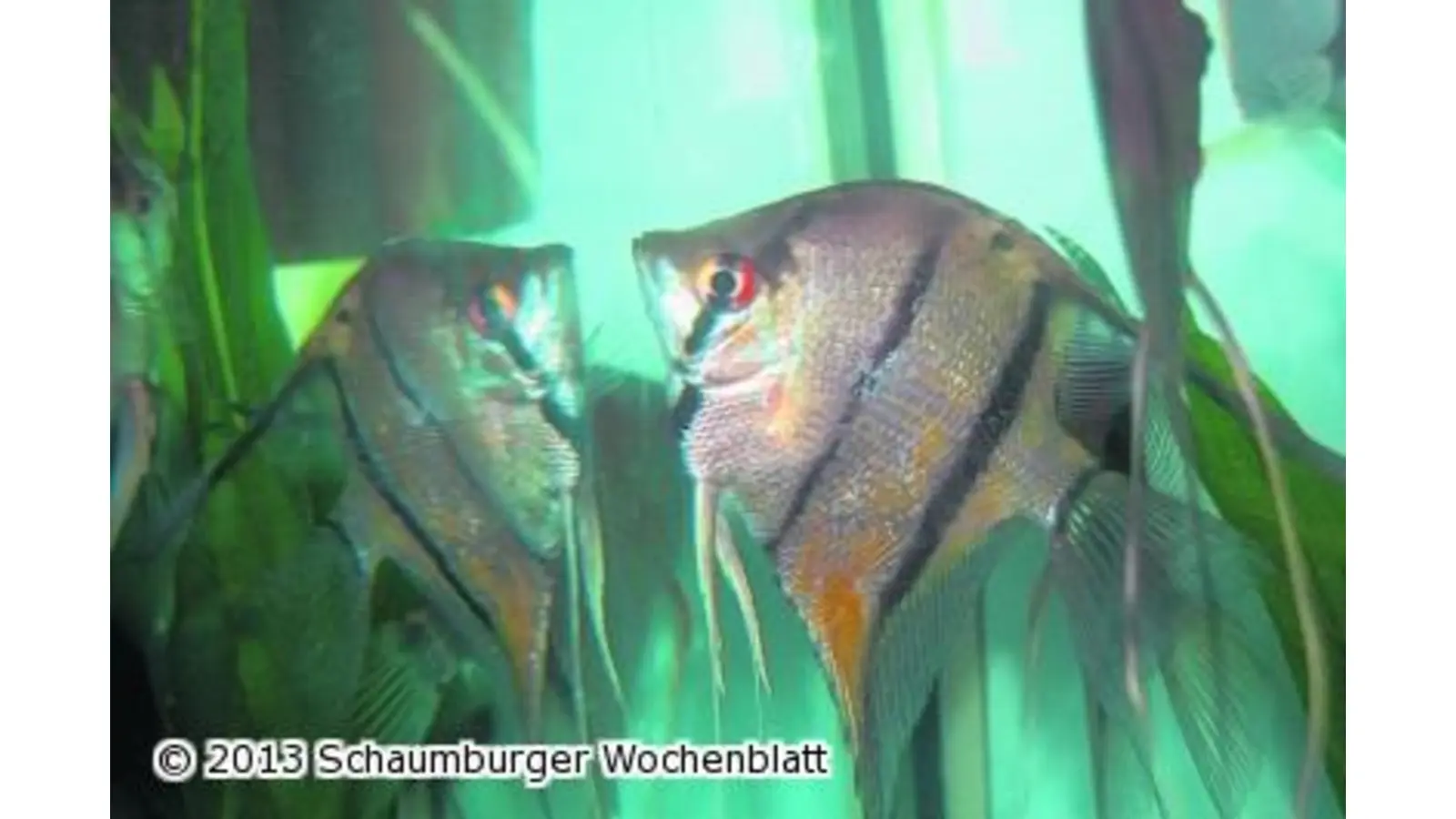 Ein kleines Stück Amazonas im Wohnzimmer (Foto: ste)