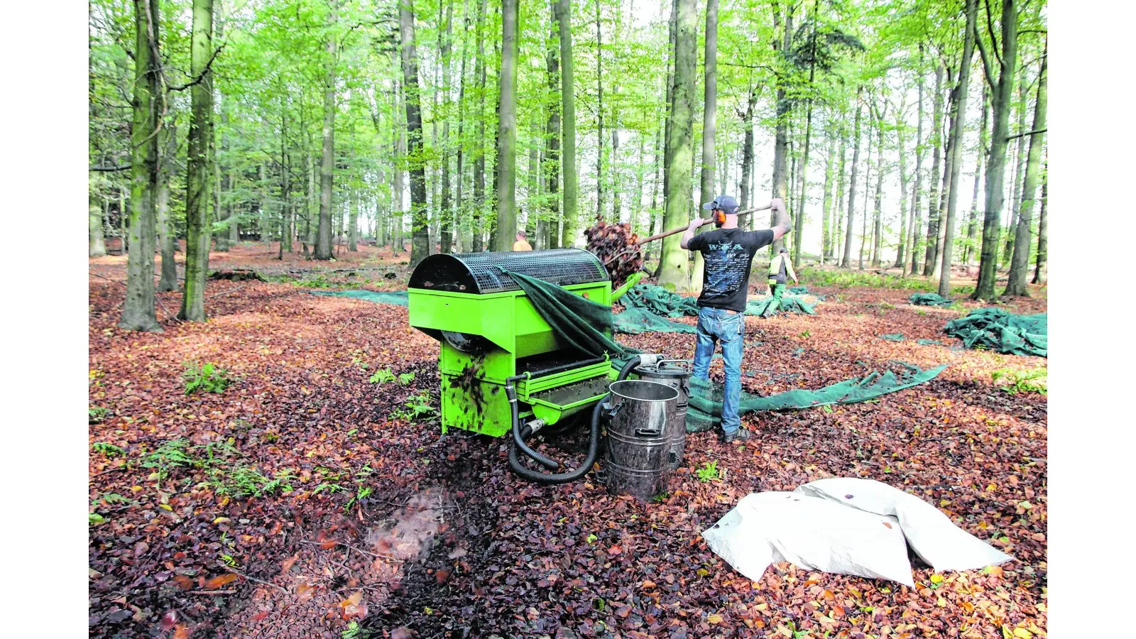 Saatgutbedarf nur zur Hälfte gedeckt (Foto: red)