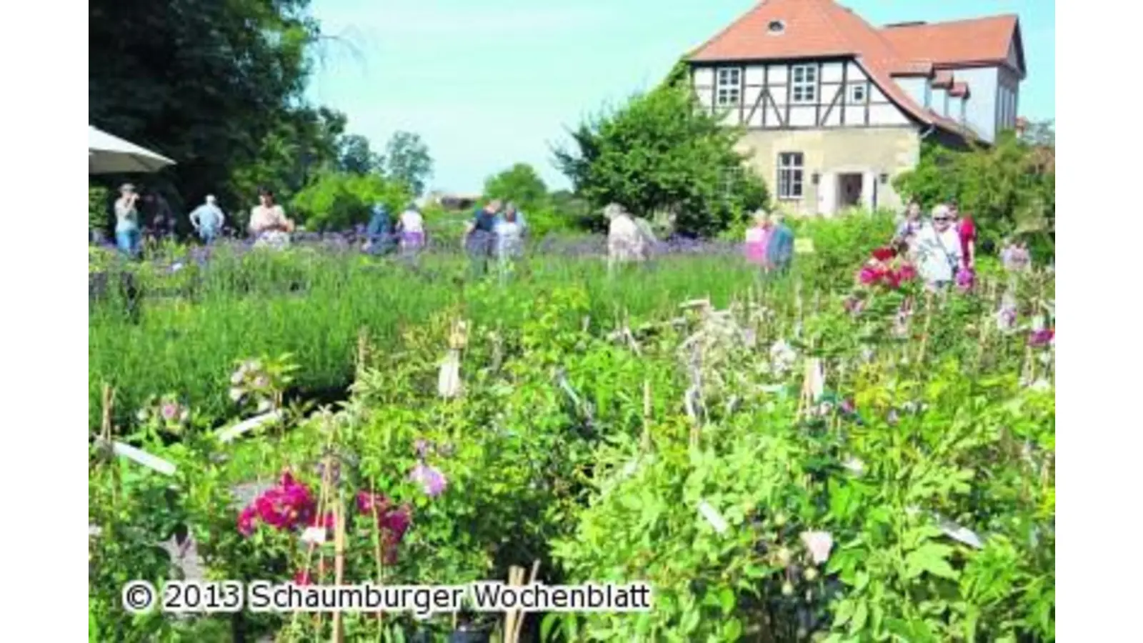 Schaumburgs grünstes Herz (Foto: wa)