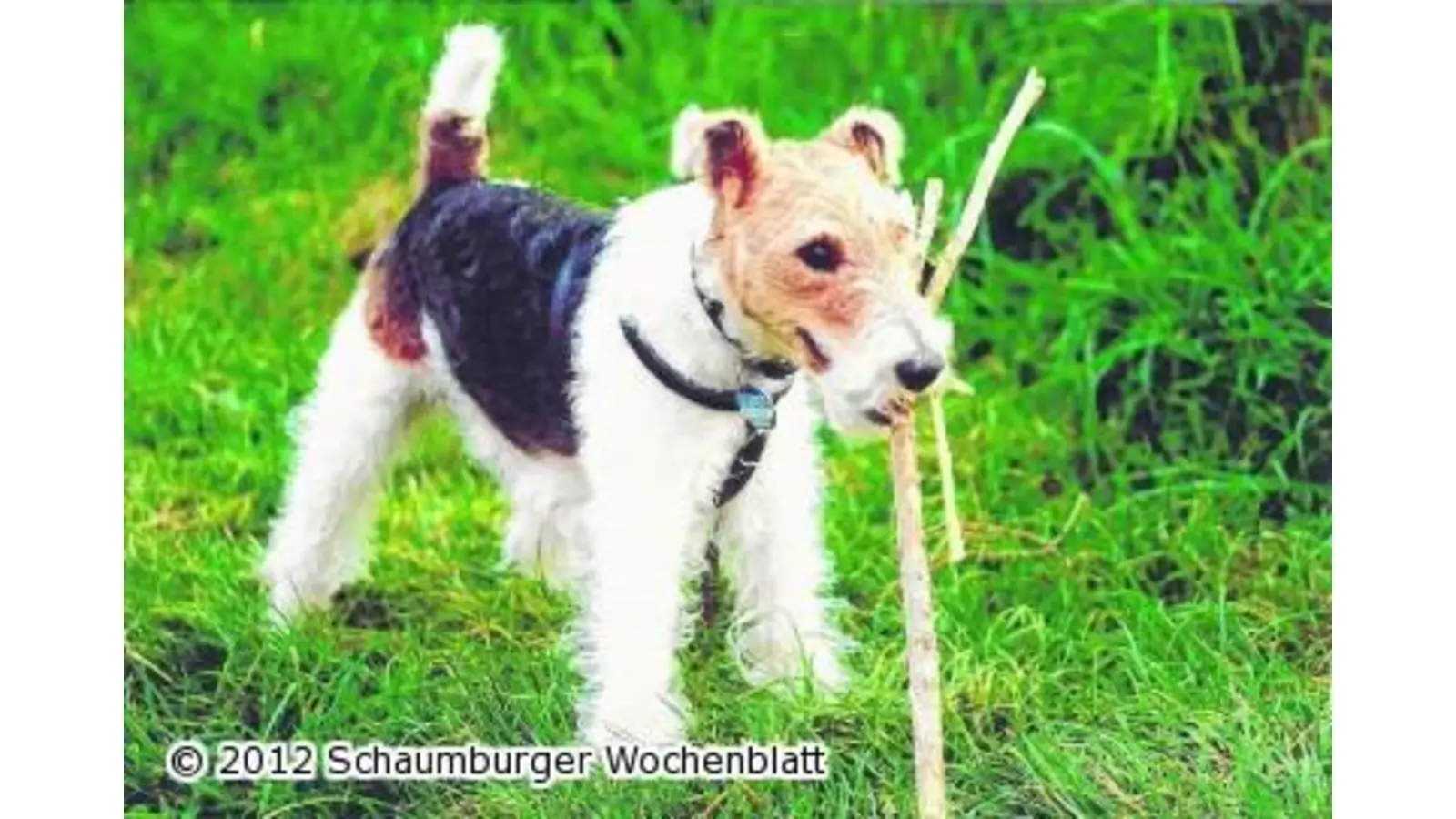 Dogge verbeißt sich in einen Terrier (Foto: pd)