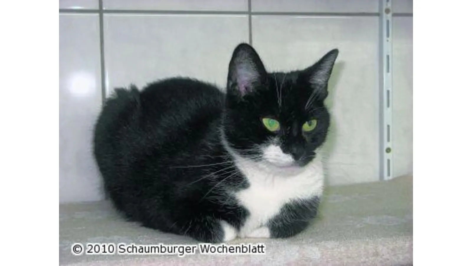 Jule ist eine Schmusekatze (Foto: pd)