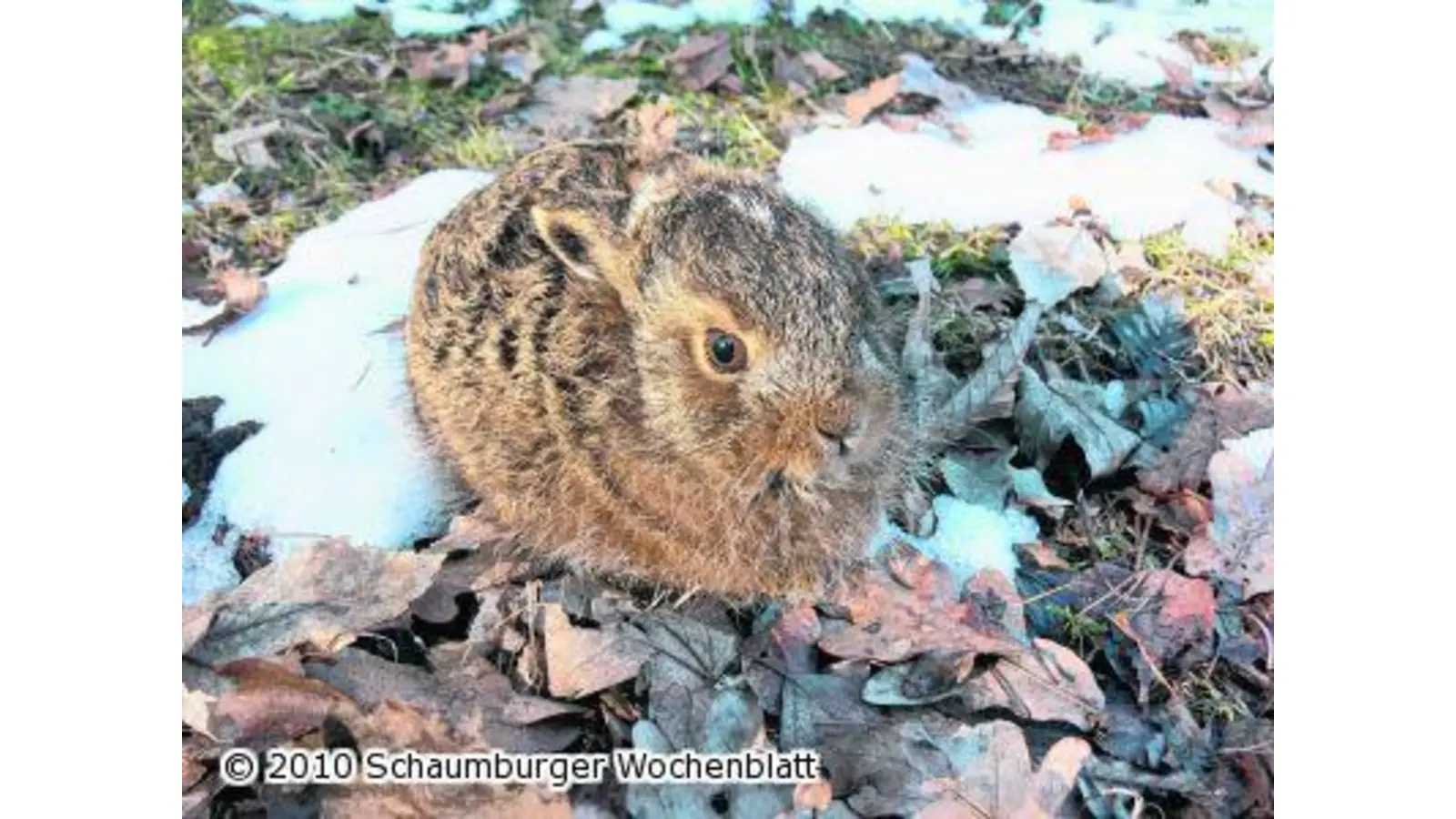 Früher Start in die Jungtiersaison (Foto: em)