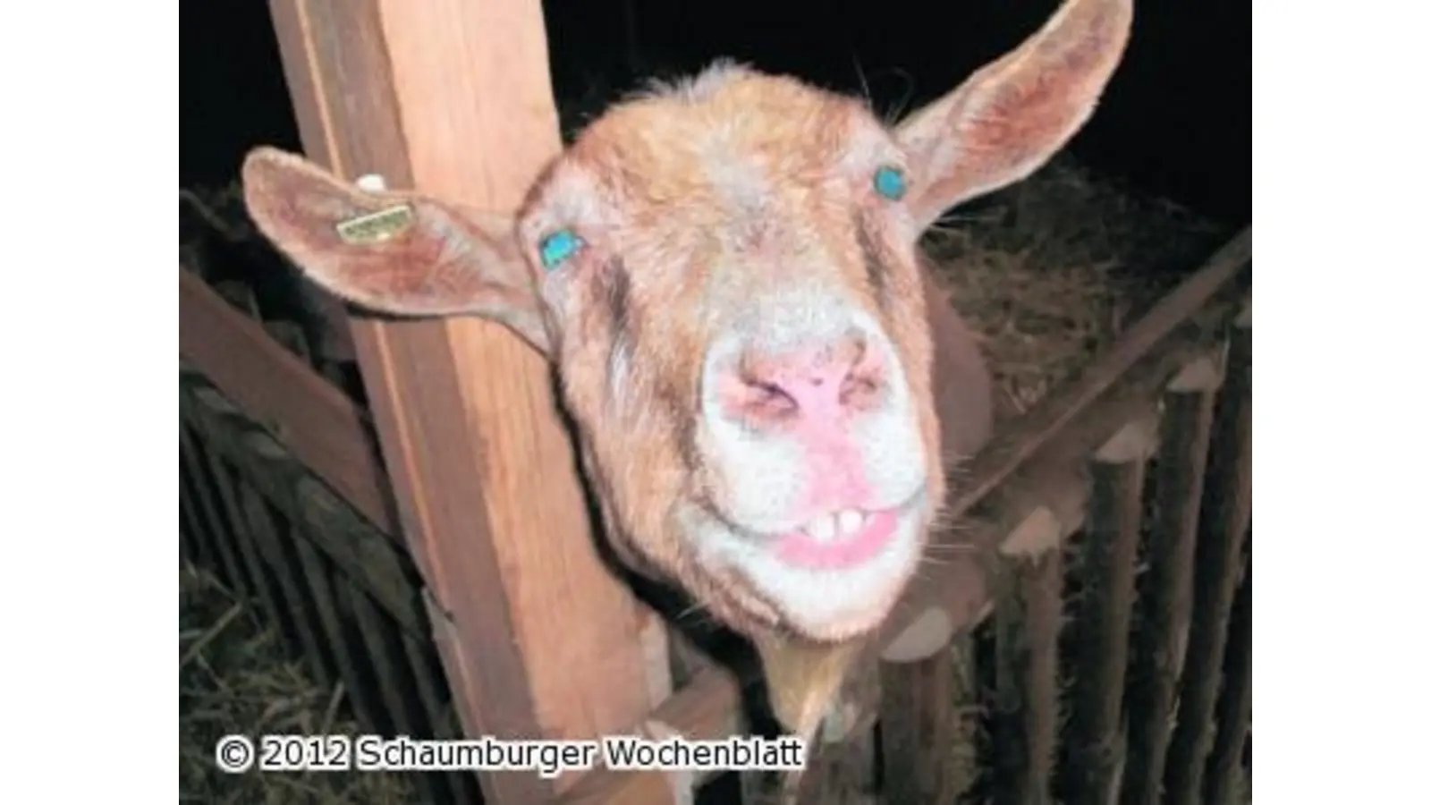 Stiefelaktion läuft wieder an (Foto: ste)