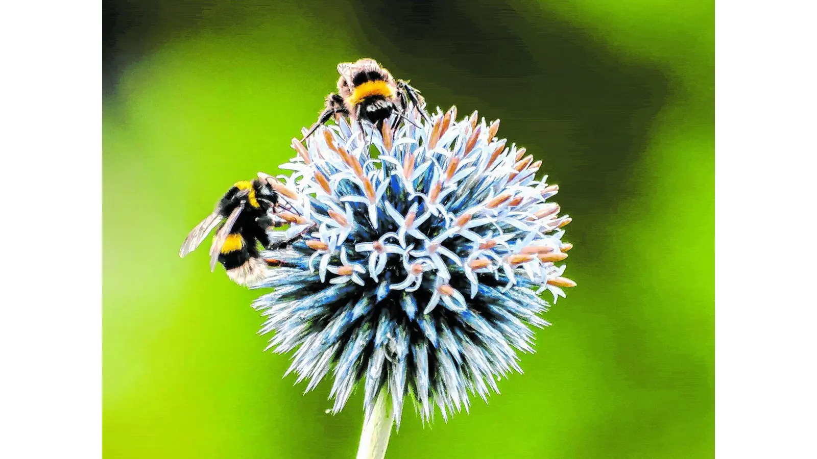 OLYMPUS DIGITAL CAMERA (Foto: red)