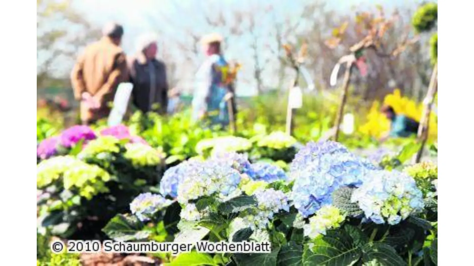 Hunderte genießen den bunten Frühlingsbeginn in Pflanzenpracht (Foto: bb)