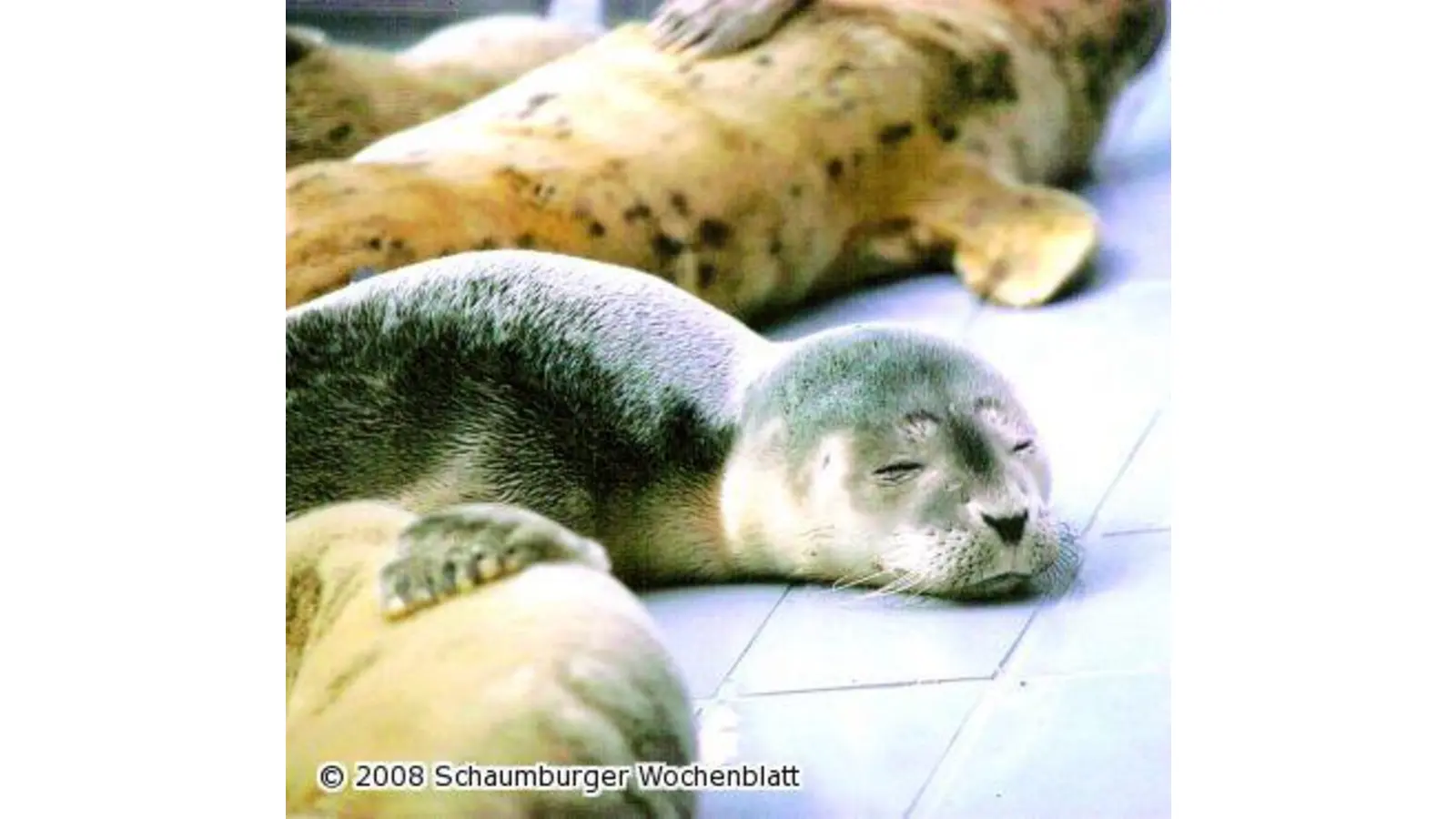 Diavortrag Ostfriesland (Foto: red)