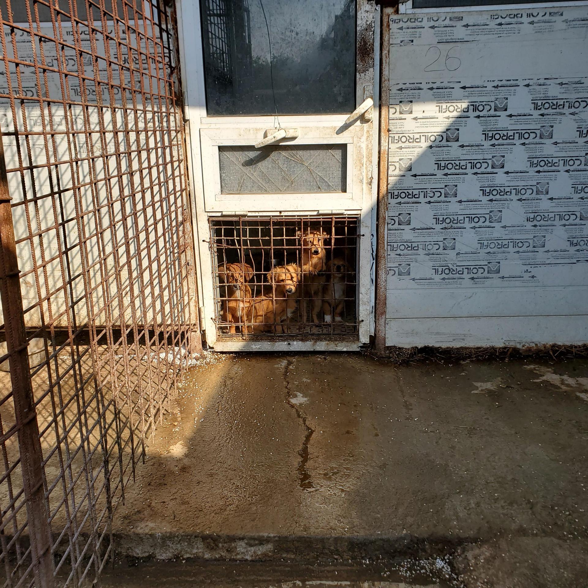 Schattenhunde e.V. Versorgung vor Ort. (Foto: privat)