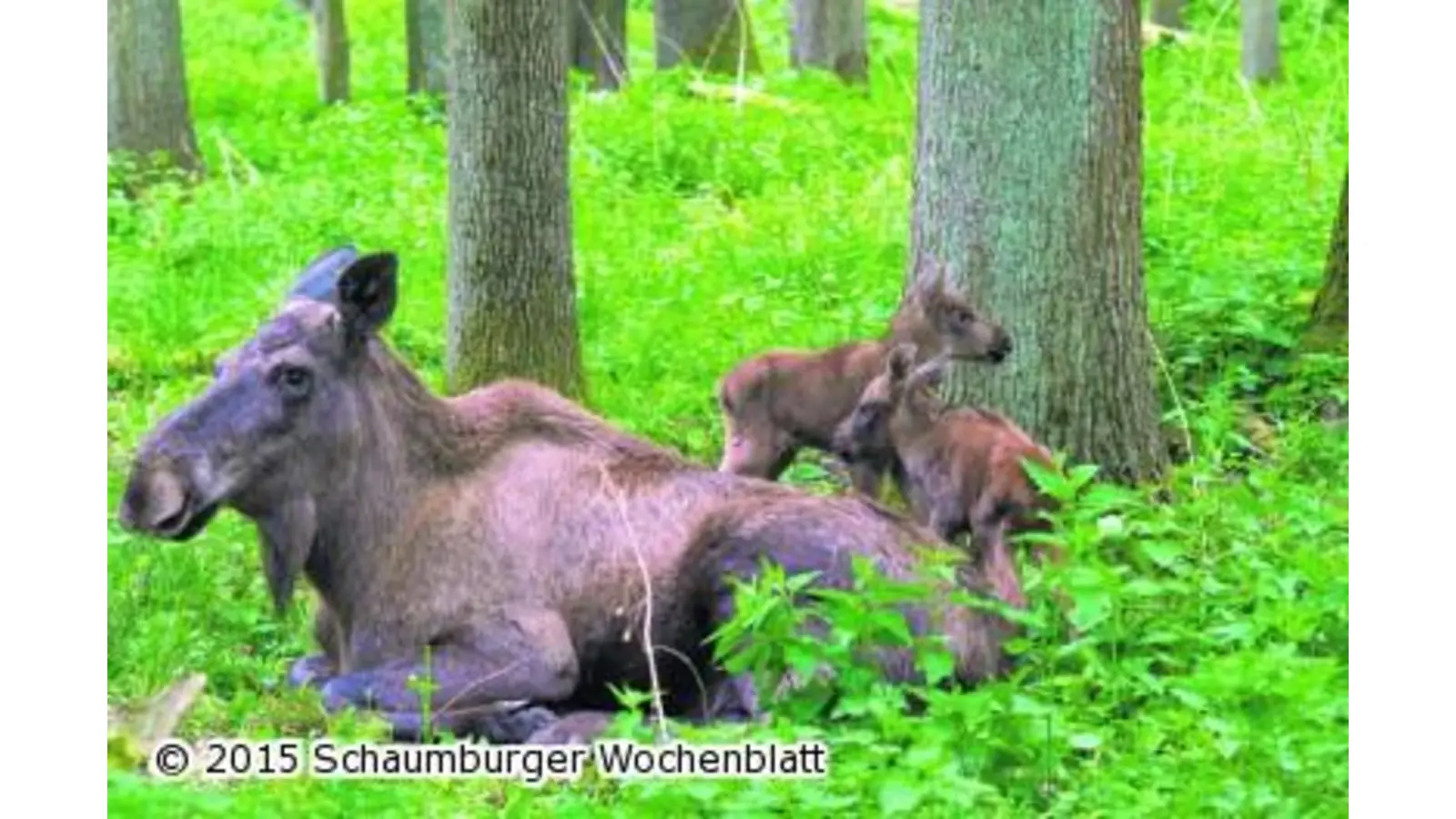 Königlicher Elchnachwuchs (Foto: red)