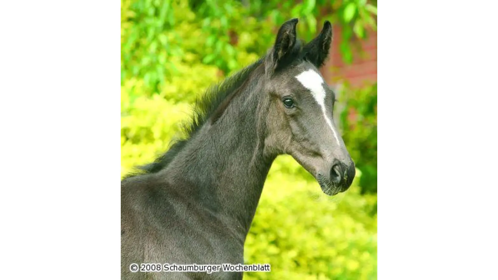 Schaufenster edler Pferdezüchtungen (Foto: red)