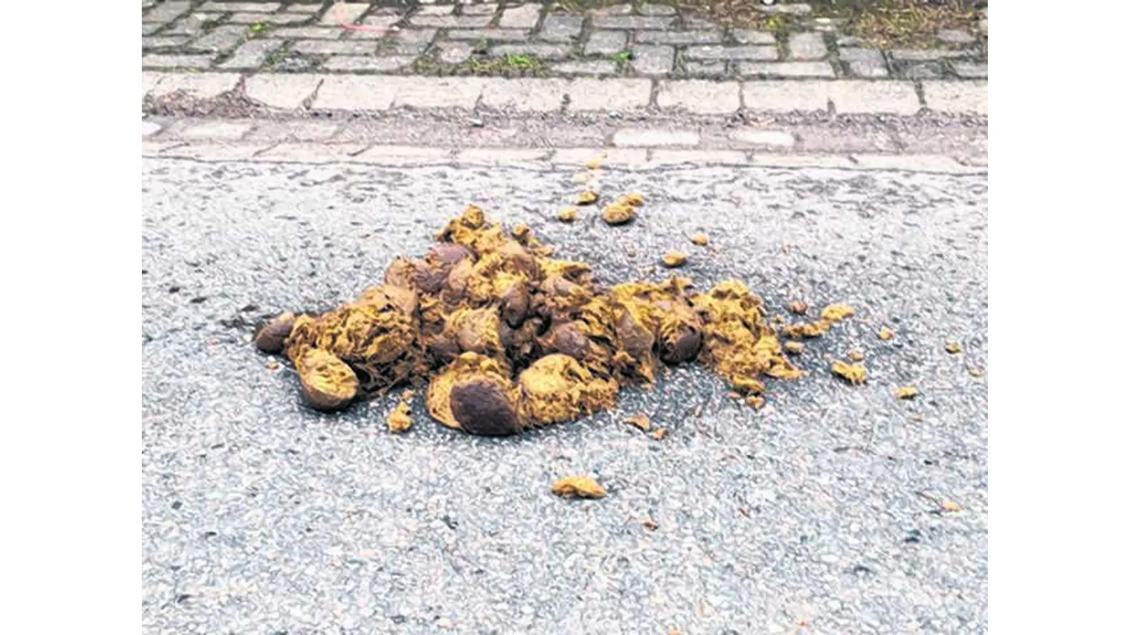 Immer wieder Ärger mit Äppeln (Foto: al)