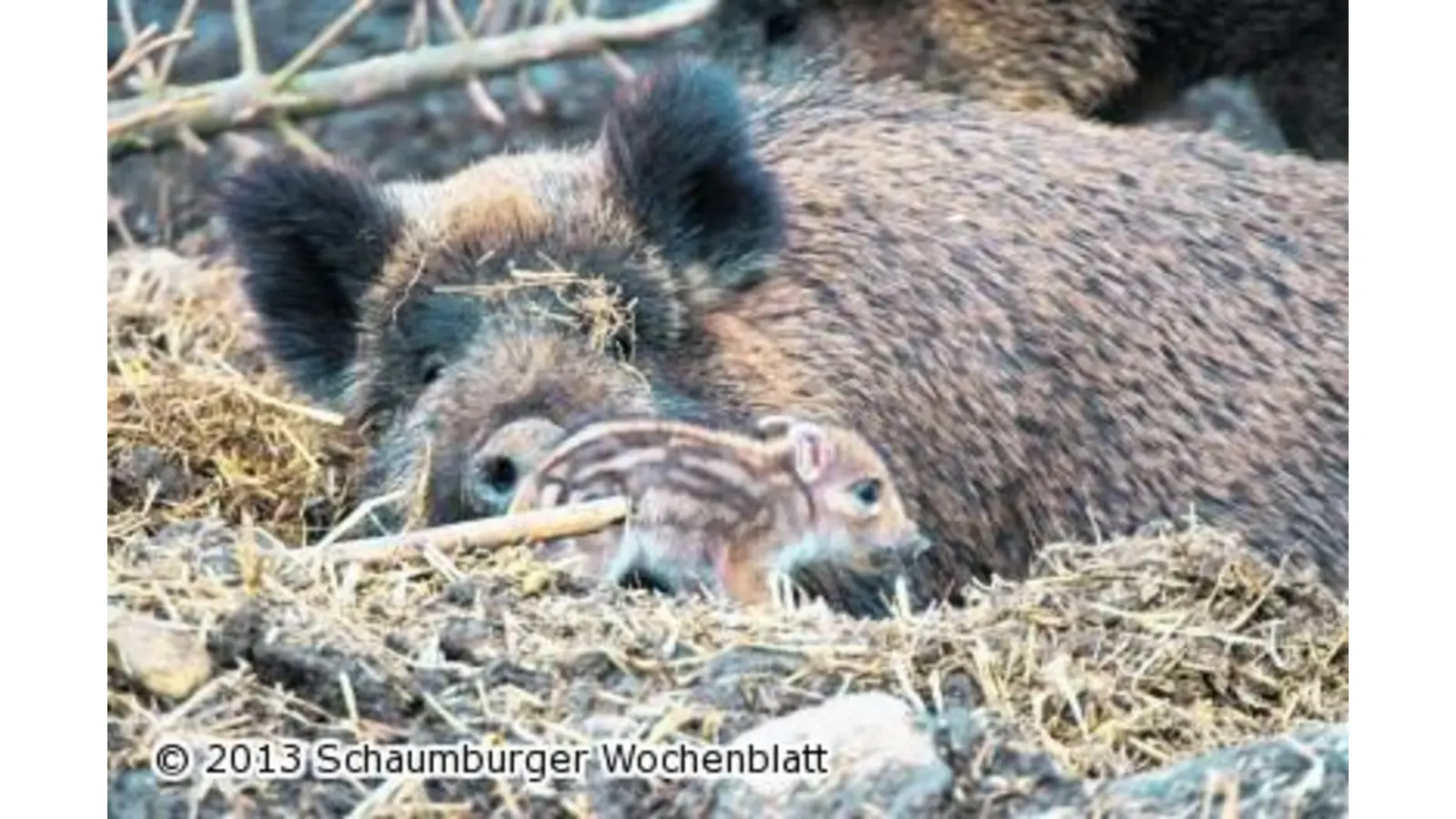 Klapperstorch bringt Nachwuchs bei den Wildschweinen (Foto: red)