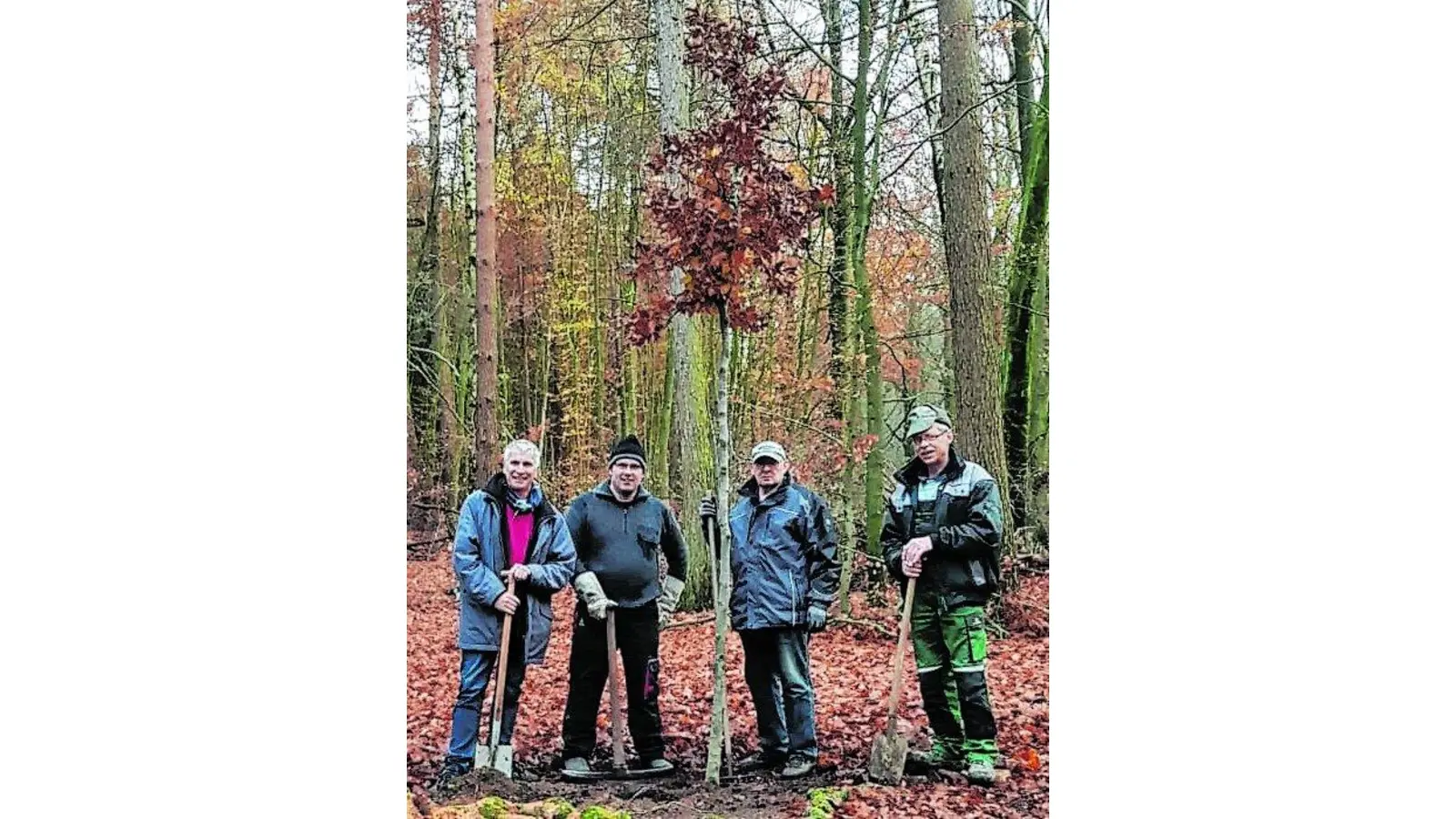 Waldfreunde pflanzen neue Buche (Foto: red)