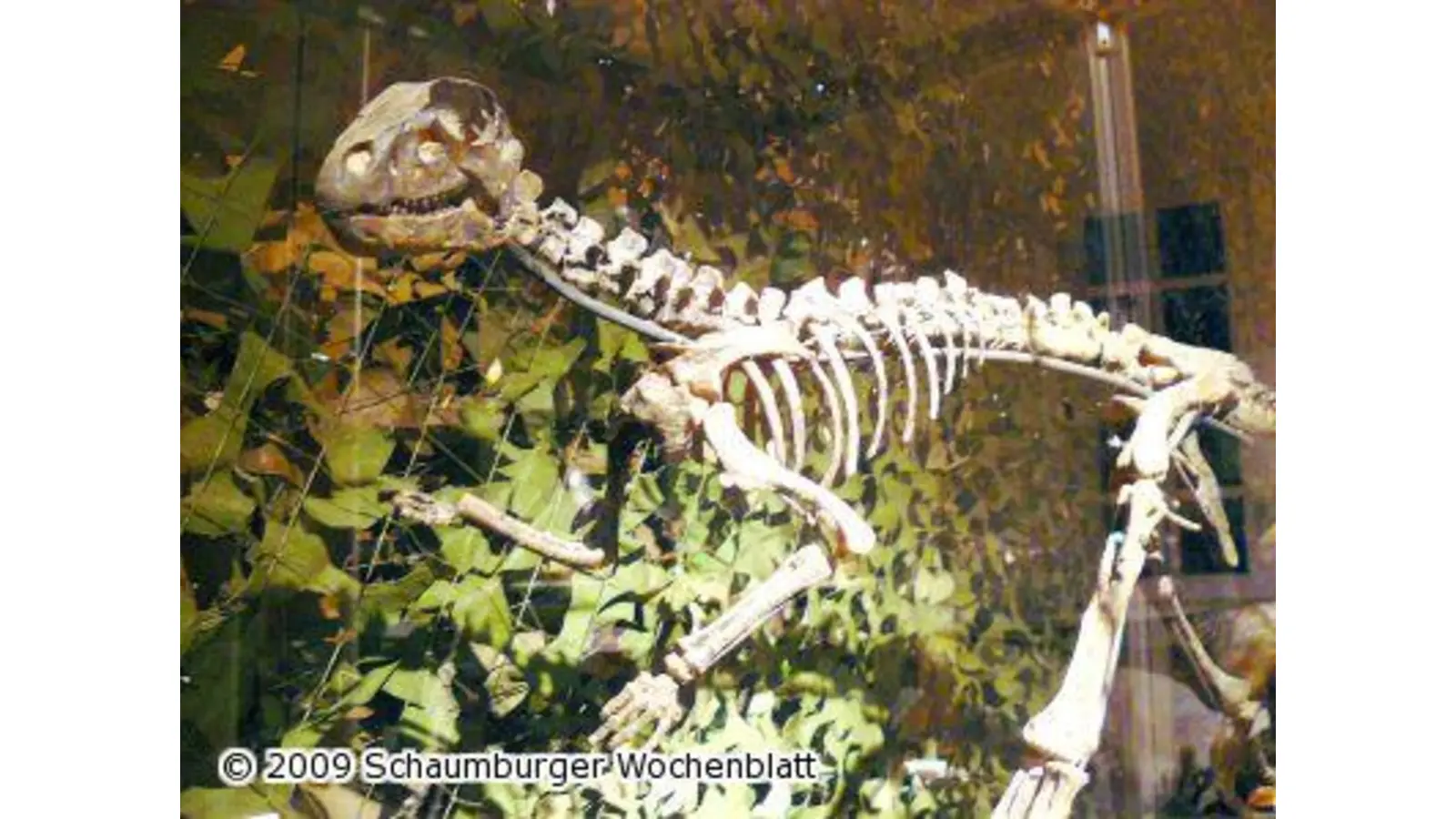 Dinosaurier-Ausstellung wird noch bis Mitte April verlängert (Foto: km)