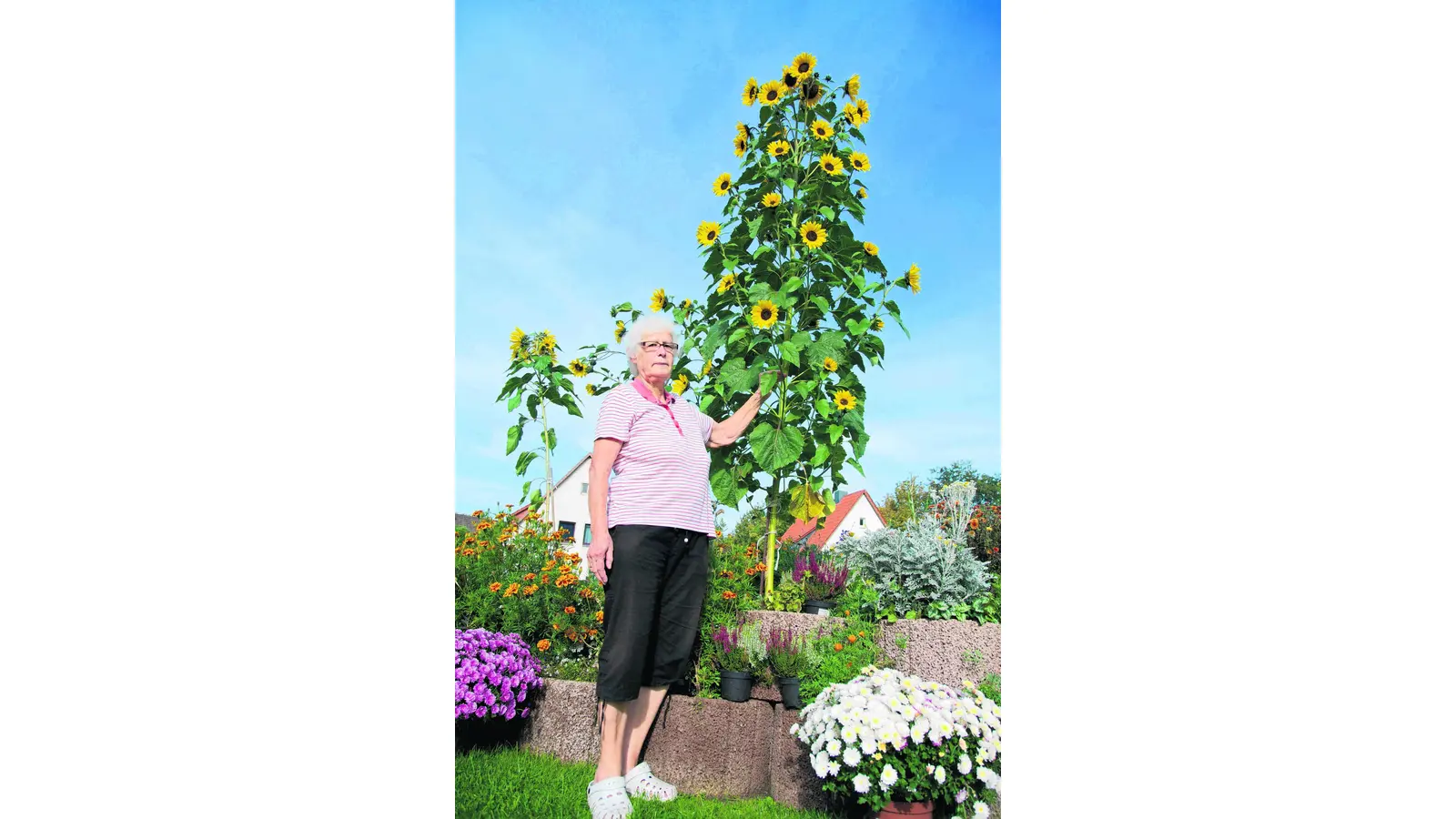 Riesen-Sonnenblume hat sich selbst ausgesät (Foto: wa)