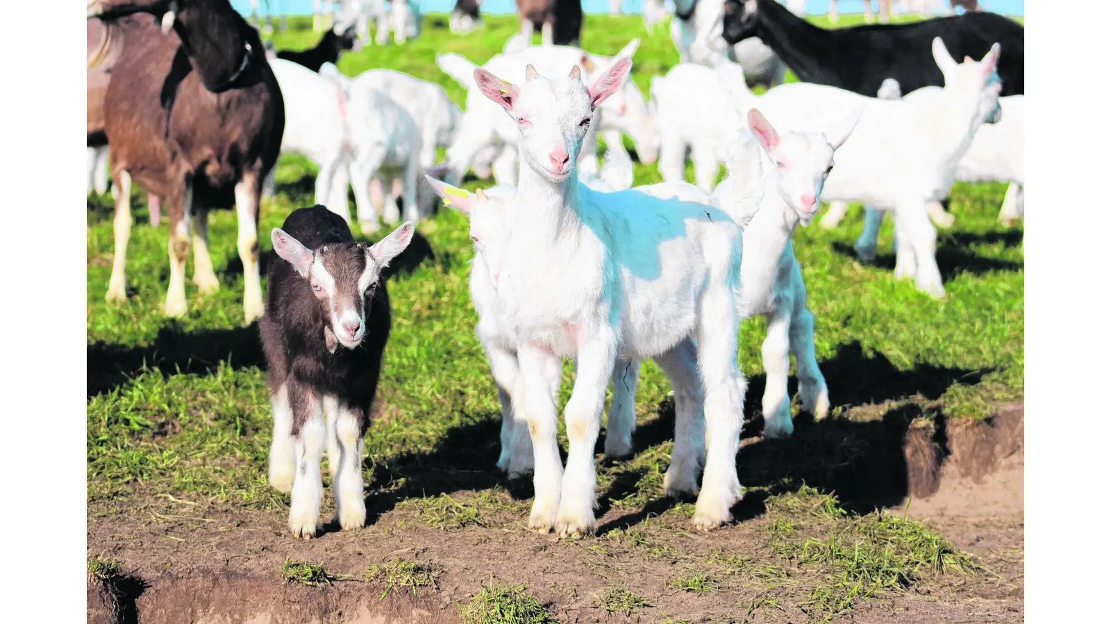 Tierhalter müssen ihre Tiere zählen (Foto: em)