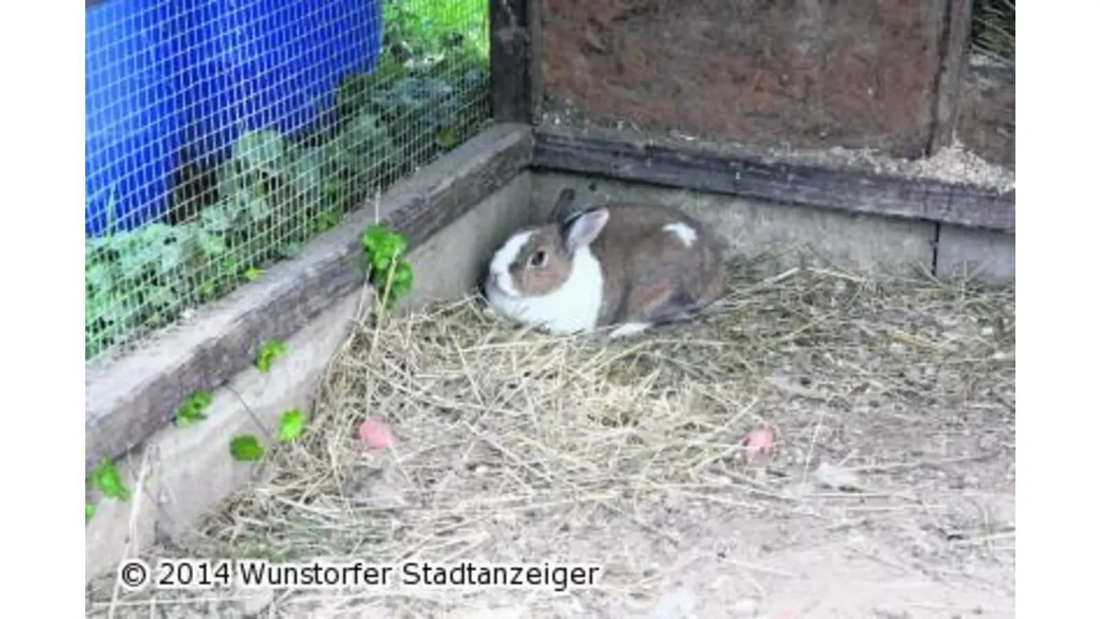 Meerschweinchen und Kaninchen abzugeben (Foto: gi)