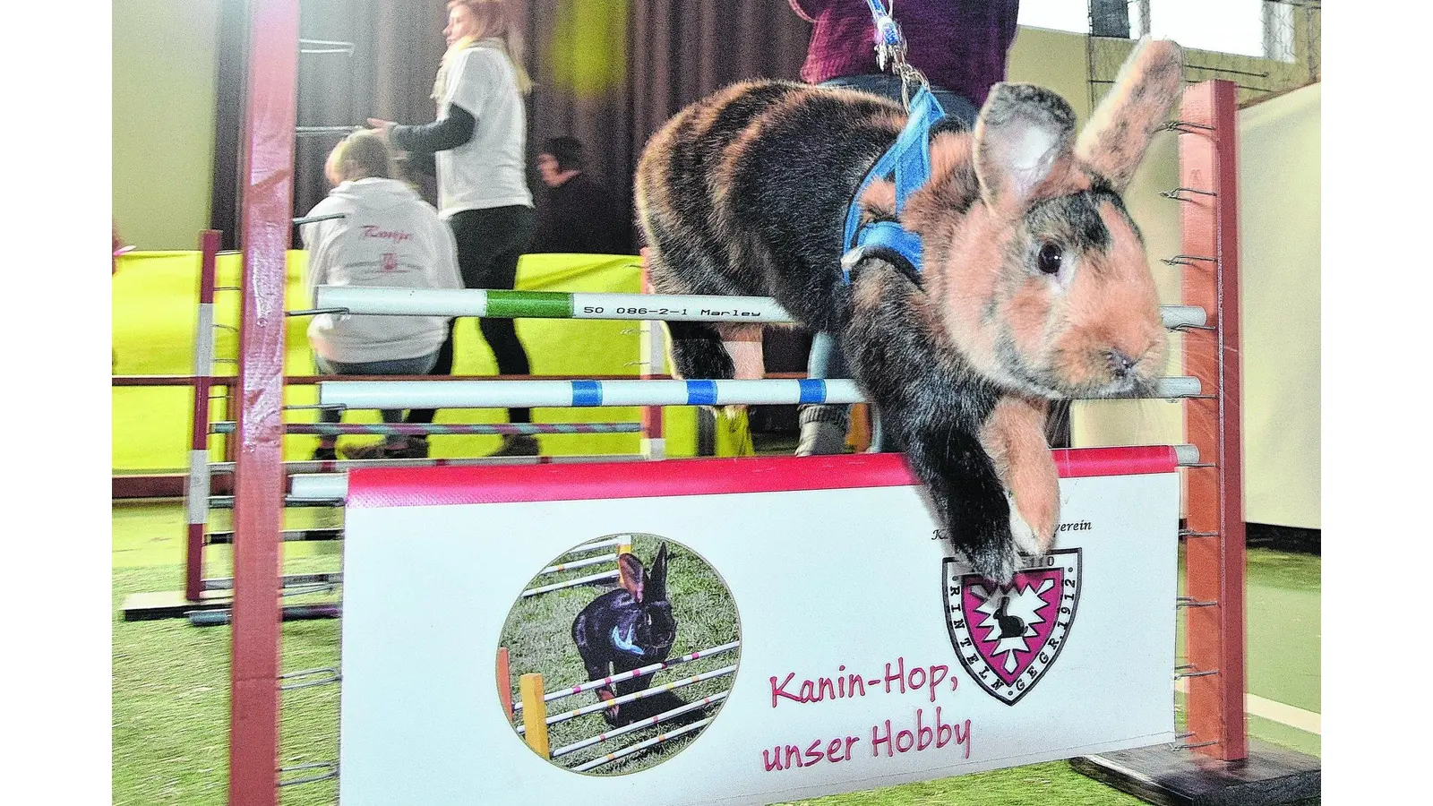 Die Kaninchen hüpfen wieder (Foto: red)