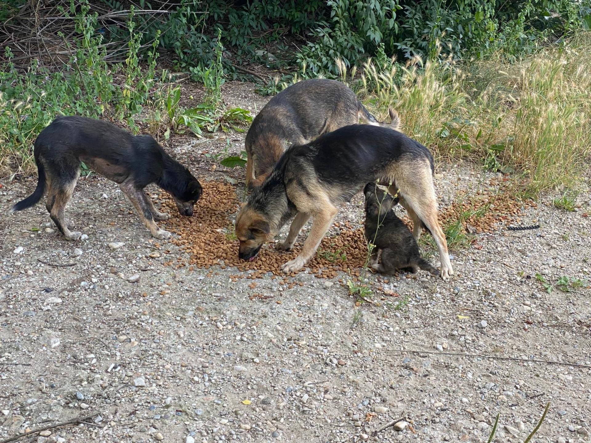 Schattenhunde e.V. Versorgung vor Ort. (Foto: privat)