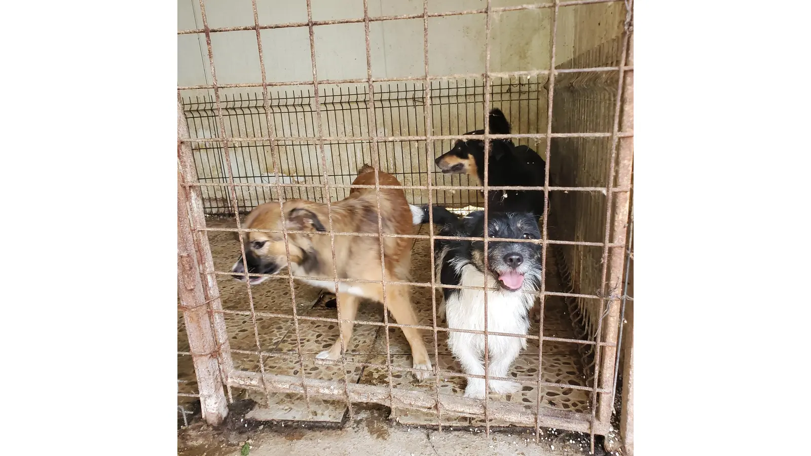 Vom Verein werden viele Hunde versorgt, die sonst keine Chance hätten. (Foto: privat)