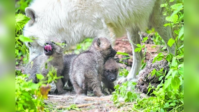 Fünf Wolfswelpen wurden im Wisentgehege aktuell geboren (Foto: ds)