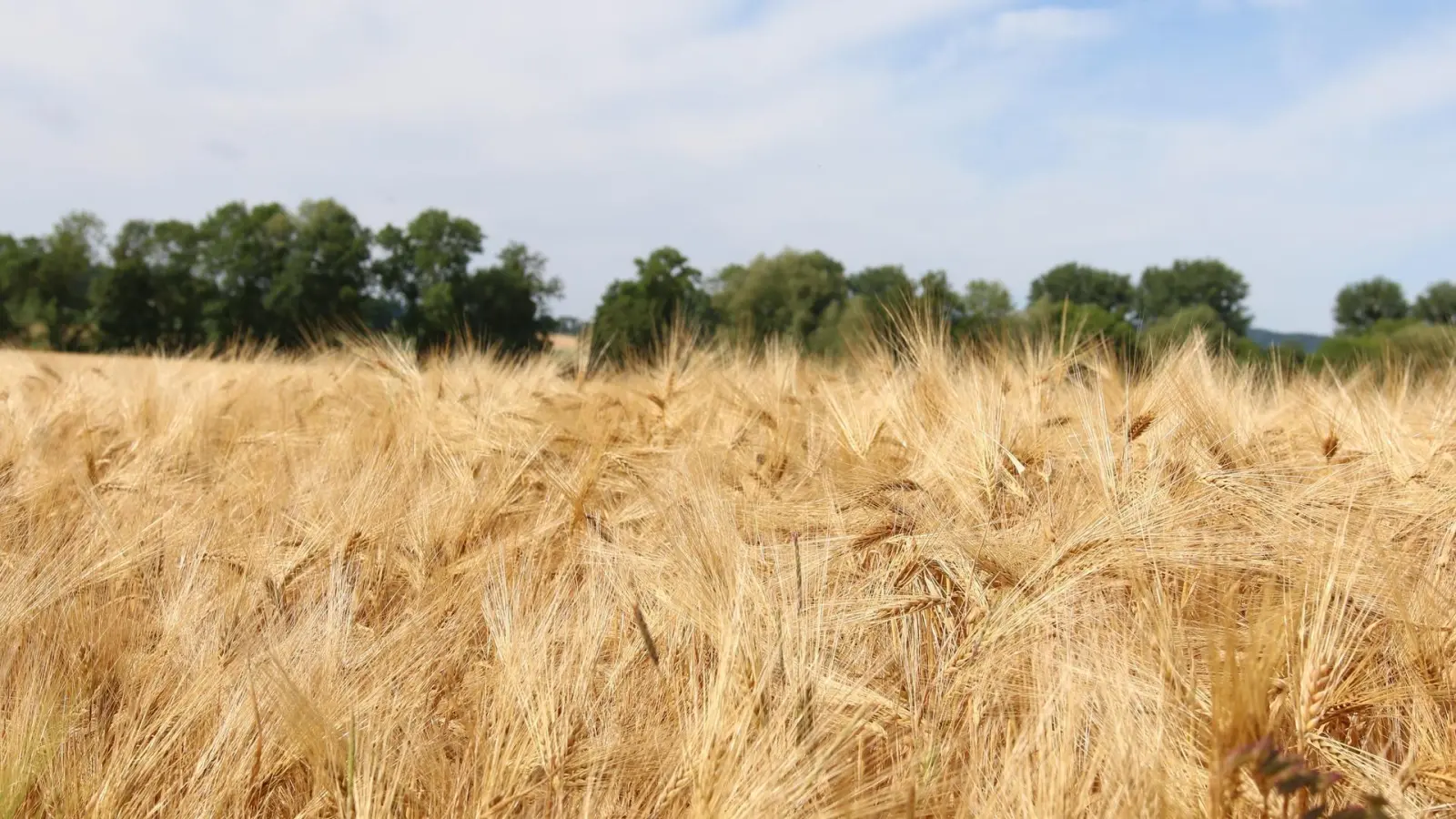 Der Landkreis Schaumburg wird Öko-Modellregion. Ein Ziel ist es, den Anteil ökologisch wirtschaftender landwirtschaftlicher Betriebe zu erhöhen.  (Foto: archiv bb)