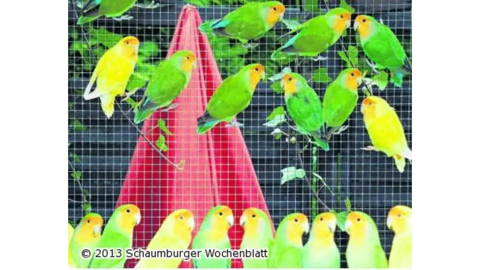 900 Vögel sind dabei (Foto: ste)