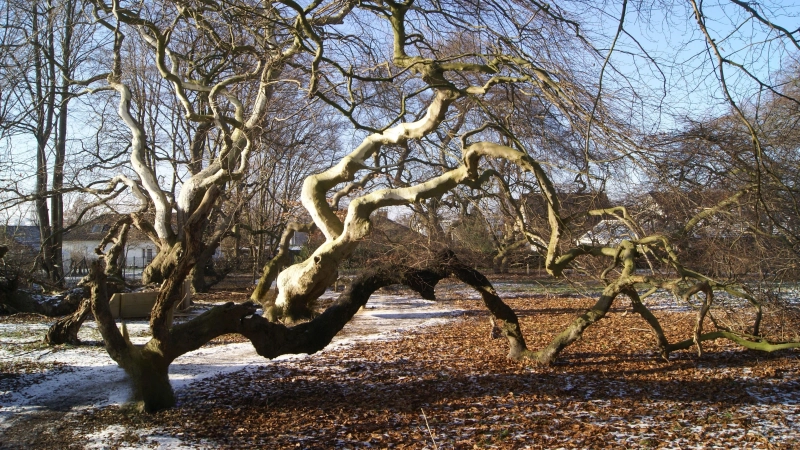 Die einzigartige Süntelbuchenallee im Kurpark Bad Nenndorf. (Foto: gk)
