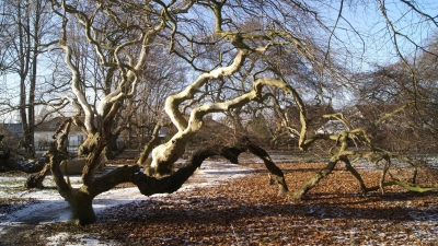 Die einzigartige Süntelbuchenallee im Kurpark Bad Nenndorf. (Foto: gk)