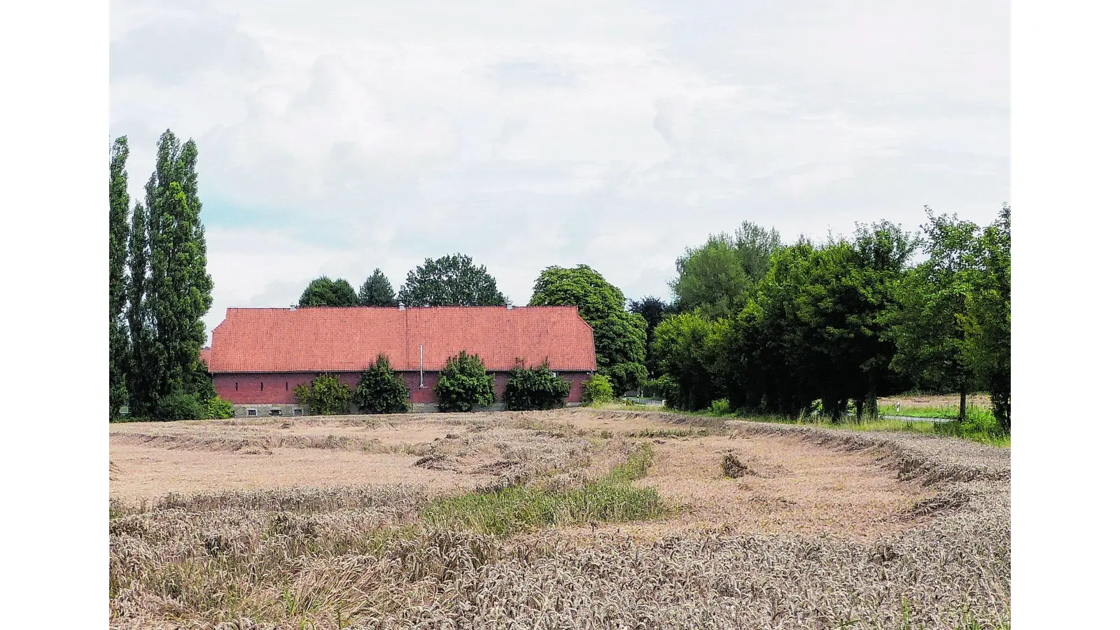 Regen walzt Getreide nieder (Foto: al)