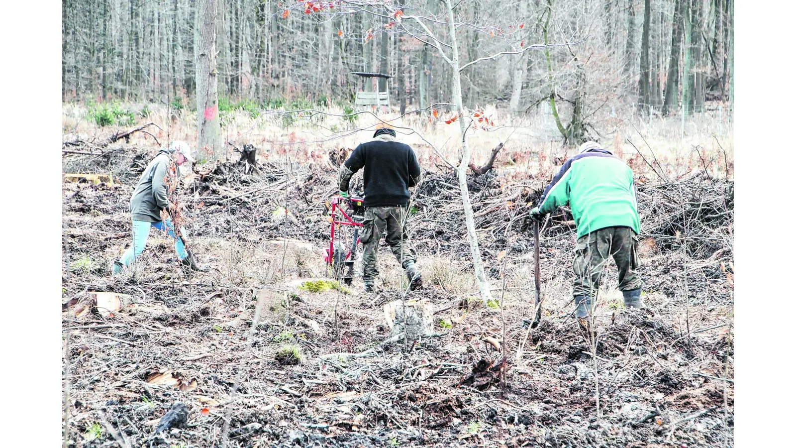 Aufforsten im Schaumburger Wald (Foto: nh)