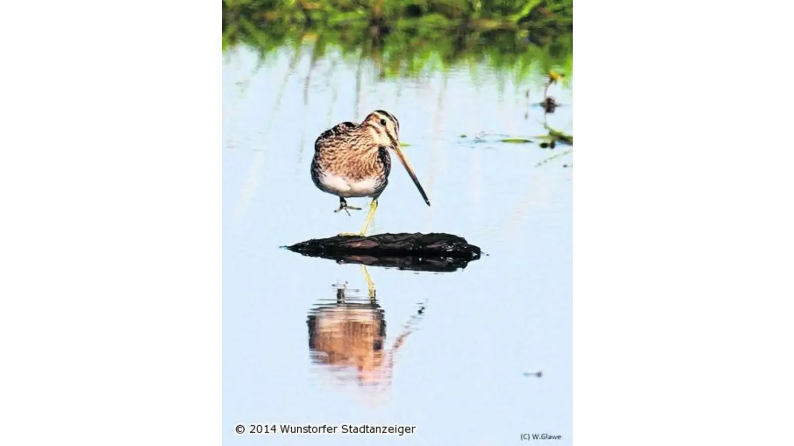 Naturschutzmaßnahmen im Meerbruch beginnen Montag (Foto: mk)