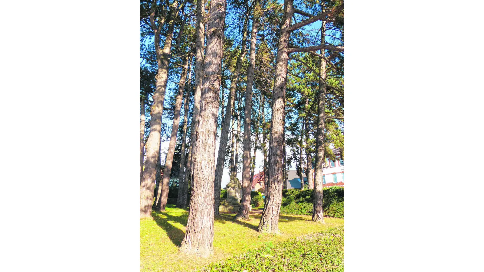 Die Kiefern fallen erst im Frühjahr (Foto: al)